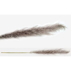 Αποξηραμένο Φυτό Pampas Φυσικό Vintage