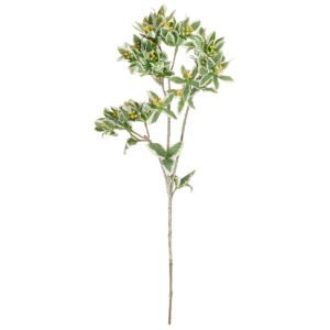 Κλαδί Euphorbia Marginata