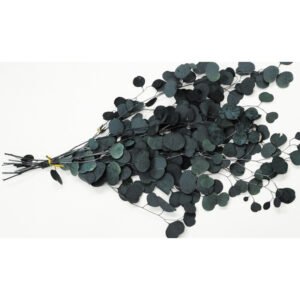 Αποξηραμένο Φυτό Eucalyptus