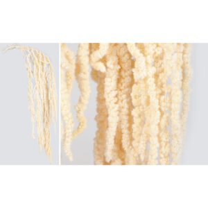 Αποξηραμένο Φυτό Lover's Tear