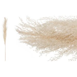 Αποξηραμένο Φυτό Pampas