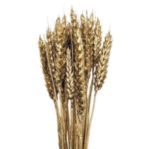 Aποξηραμένο Φυτό Wheat σε Χρυσό Χρώμα
