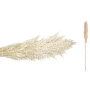 Αποξηραμένο φυτό Pampas σε Εκρού Χρώμα 140cm