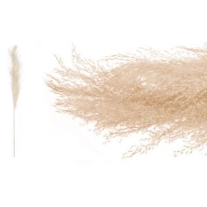 Αποξηραμένο Φυτό Pampas σε Φυσικό Χρώμα 140cm