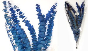 EUCALYPTUS BABY (Baby Blue) 58-60cm  αποξηραμένος